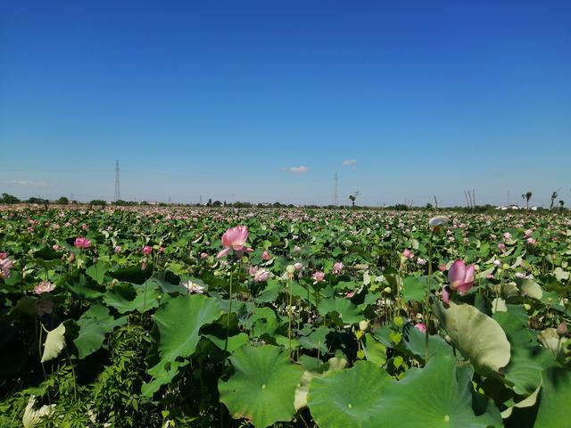 富硒水产品怎么样（富硒海产品）-硒宝网