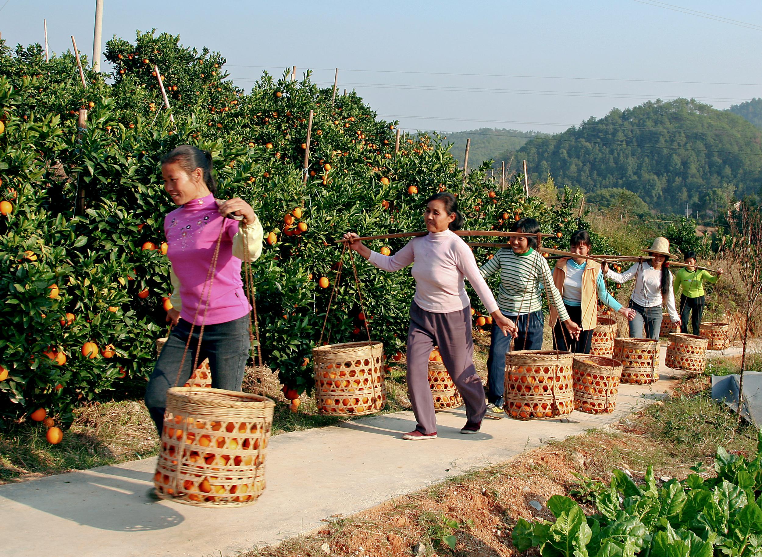于都县富硒农产品(于都富硒农业)-硒宝网