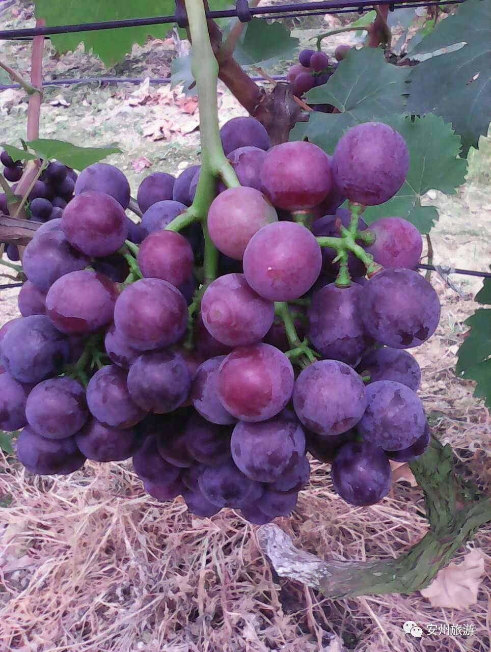 富硒农产品合作社(富硒农产品产业链)-硒宝网