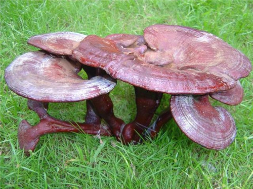 济南富硒农副产品（济南农副富硒产品有哪些）-硒宝网