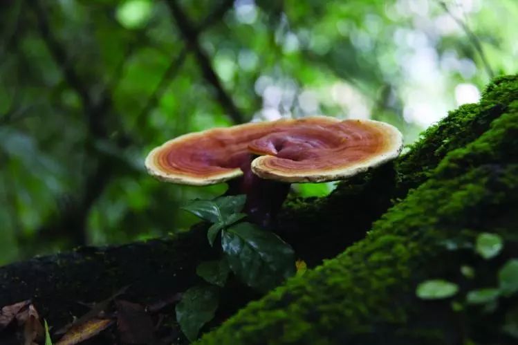 济南富硒农副产品（济南农副富硒产品有哪些）-硒宝网