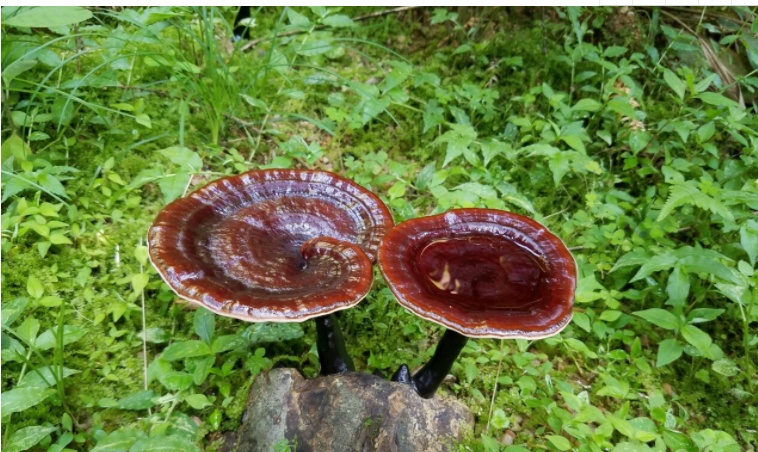 济南富硒农副产品（济南农副富硒产品有哪些）-硒宝网