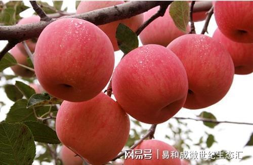 三旺富硒农副产品(三旺富硒停止兑付)-硒宝网