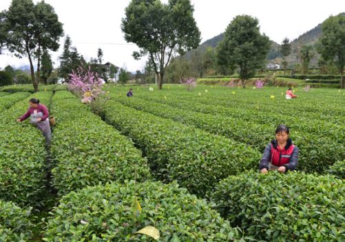 平顶山富硒农产品(河南富硒农业科技有限公司)-硒宝网