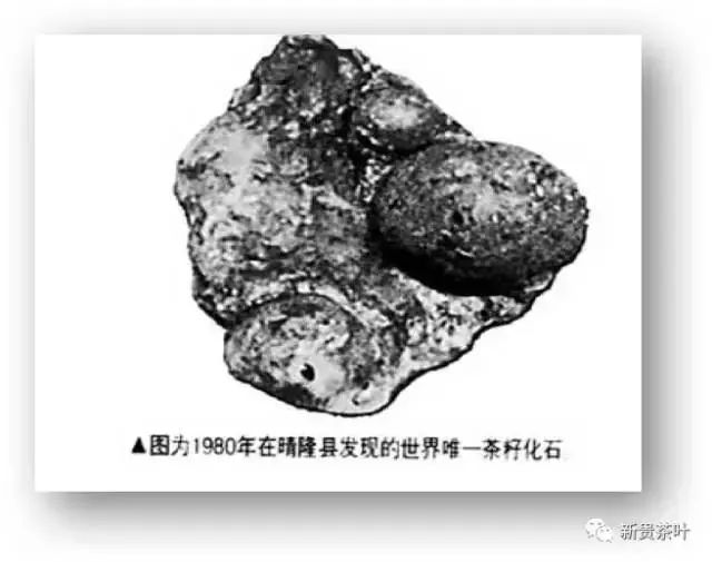 雷公山富硒清明茶（雷公山富硒清明茶多少钱一斤）-硒宝网