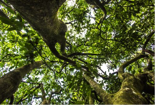 雷公山富硒清明茶（雷公山富硒清明茶多少钱一斤）-硒宝网