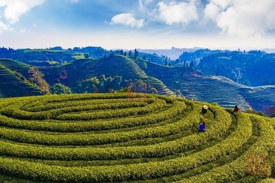 恩施富硒茶数据图（恩施富硒茶图片）-硒宝网