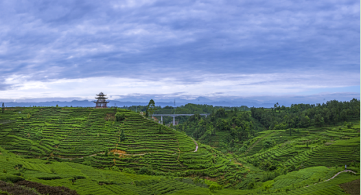 恩施富硒茶数据图（恩施富硒茶图片）-硒宝网