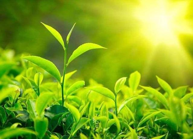 泉州富硒茶好喝吗（安溪富硒茶）-硒宝网