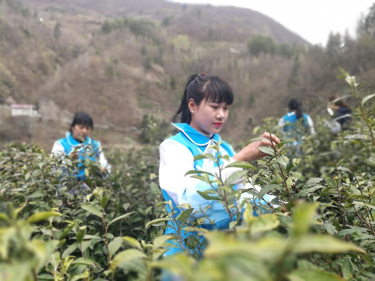 泉州富硒茶好喝吗(泉州喝茶加v)-硒宝网