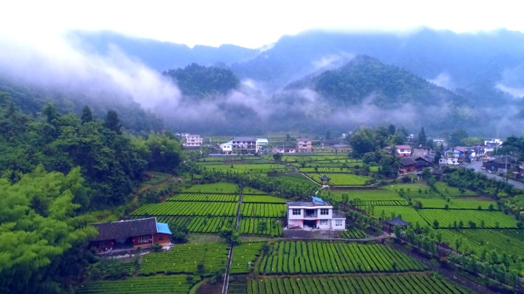 武汉醇厚的富硒茶（湖北富硒茶是绿茶吗）-硒宝网