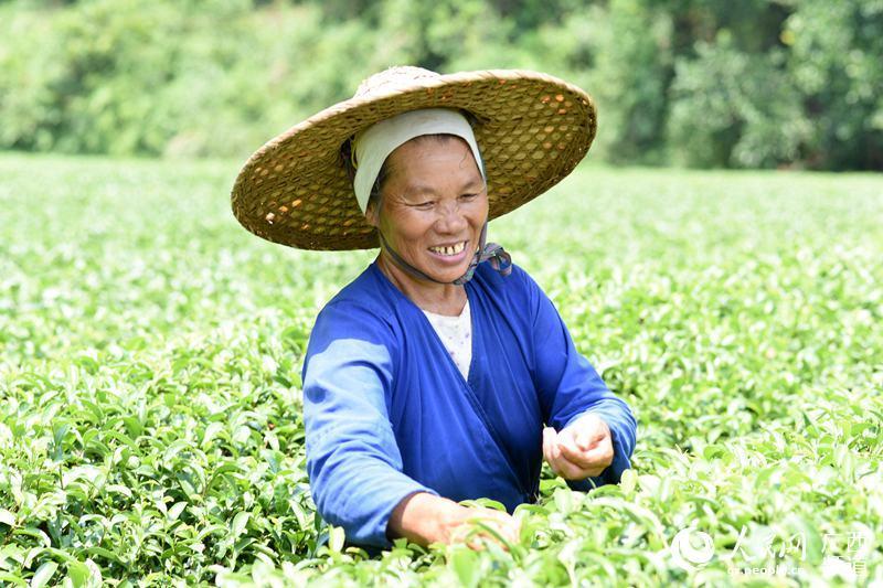 泉州富硒茶好喝吗（漳州富硒茶）-硒宝网