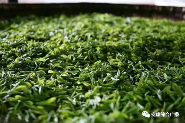 紫阳富硒茶黄建成（紫阳富硒茶山）-硒宝网