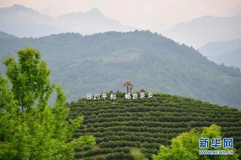 平利县女娲富硒茶(平利县女娲茗茶有限公司)-硒宝网