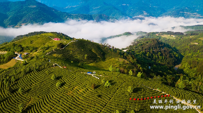 平利县女娲富硒茶（陕西平利女娲富硒茶价格）-硒宝网