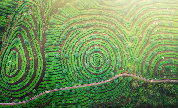 亲稀源恩施富硒茶（恩施硒茶多少钱一盒）-硒宝网