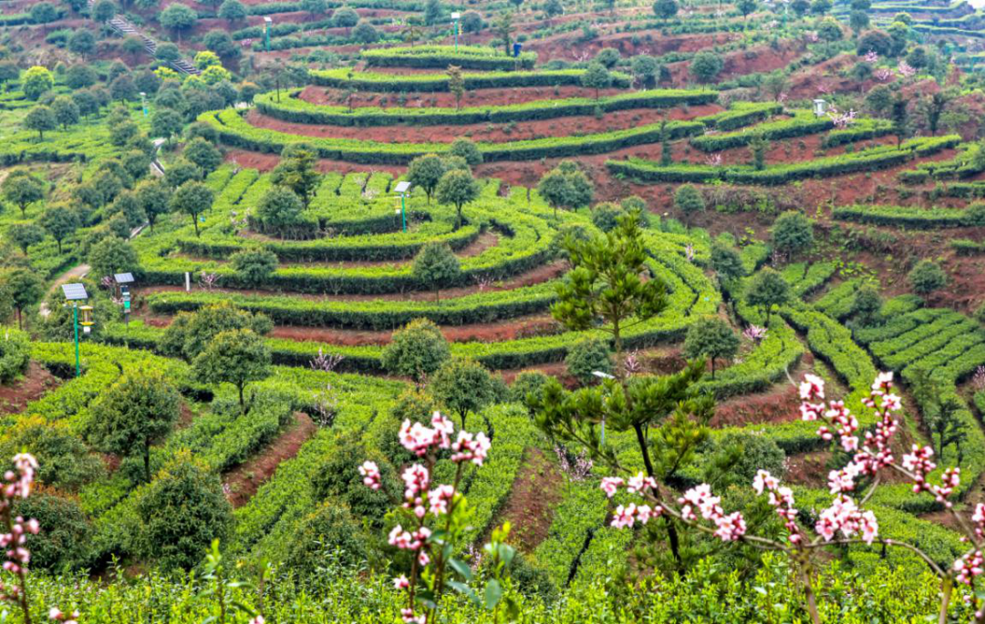 亲稀源恩施富硒茶（恩施硒茶多少钱一盒）-硒宝网