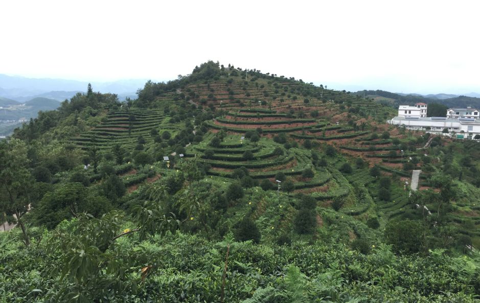 亲稀源恩施富硒茶（恩施富硒茶21年新茶价格）-硒宝网