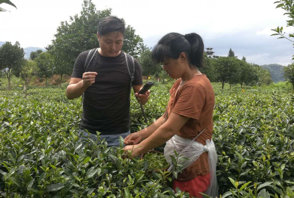 亲稀源恩施富硒茶（恩施富硒茶21年新茶价格）-硒宝网