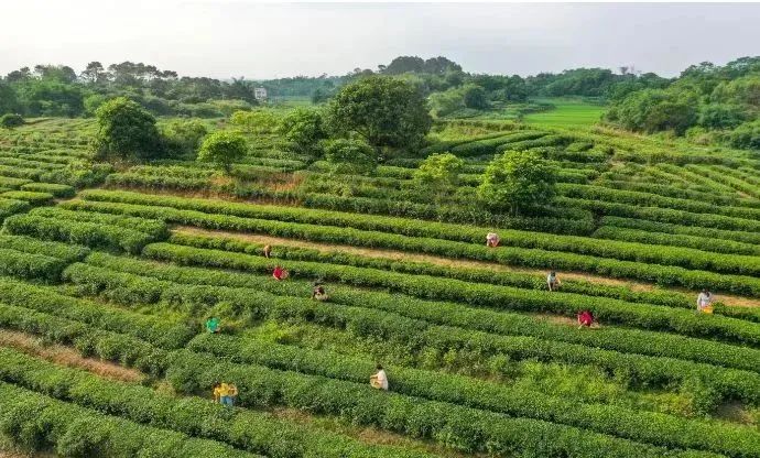 富硒茶标准化生产(富硒茶叶国家标准)-硒宝网