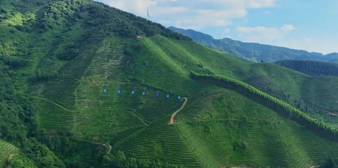 富硒茶标准化生产(富硒茶叶国家标准)-硒宝网