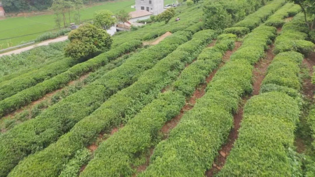 富硒茶标准化生产(富硒茶叶国家标准)-硒宝网