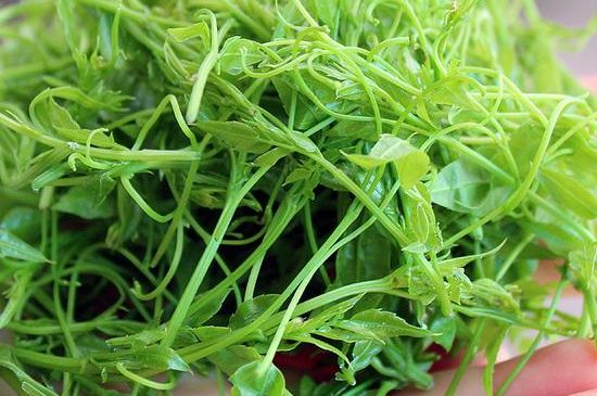 富硒藤茶能放几年(富硒藤茶如何冲泡)-硒宝网