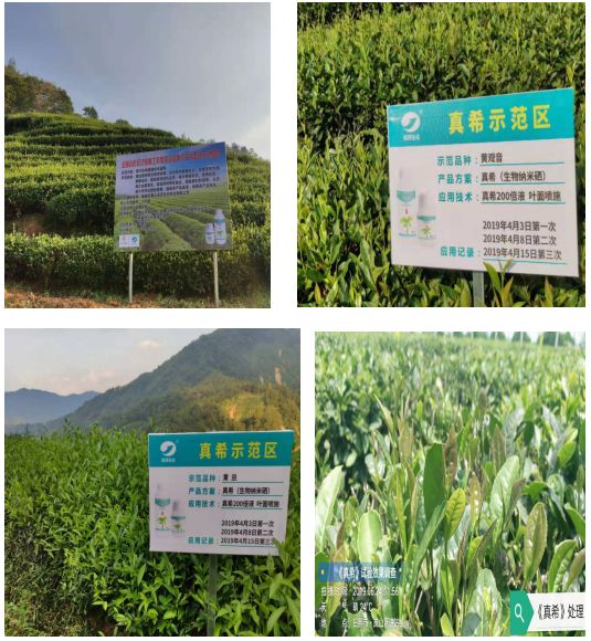 离子富硒茶的功效(离火茶功效)-硒宝网