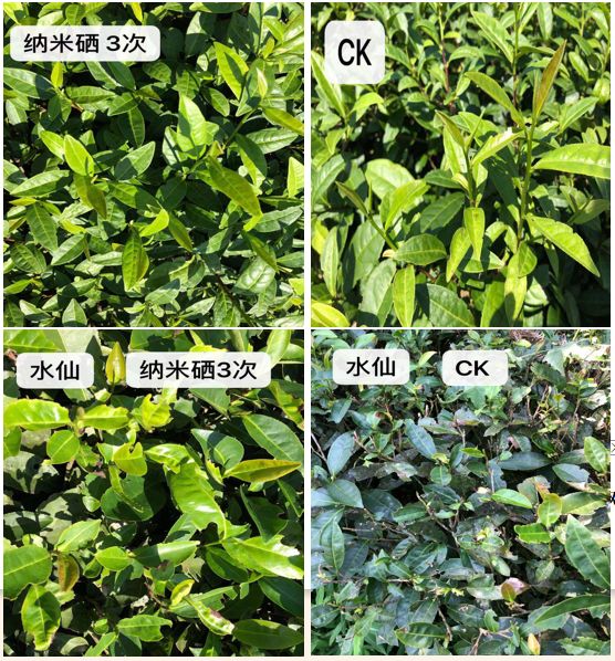 离子富硒茶的功效(离火茶功效)-硒宝网