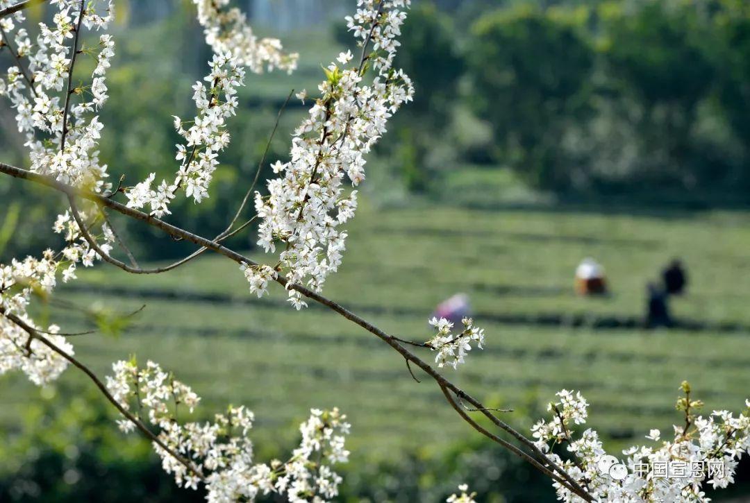 富硒贡茶是哪里的(富硒贡茶功效与作用)-硒宝网