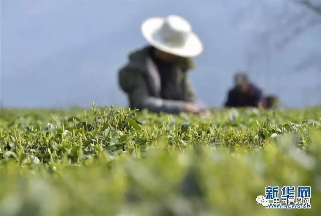 富硒贡茶是哪里的(富硒贡茶功效与作用)-硒宝网