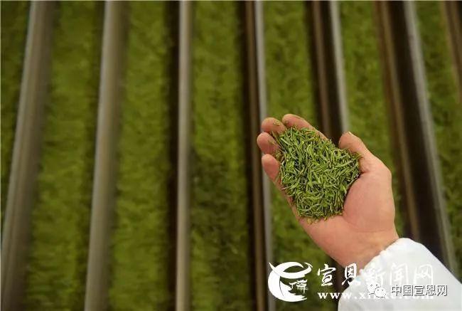 富硒贡茶是哪里的(富硒贡茶功效与作用)-硒宝网