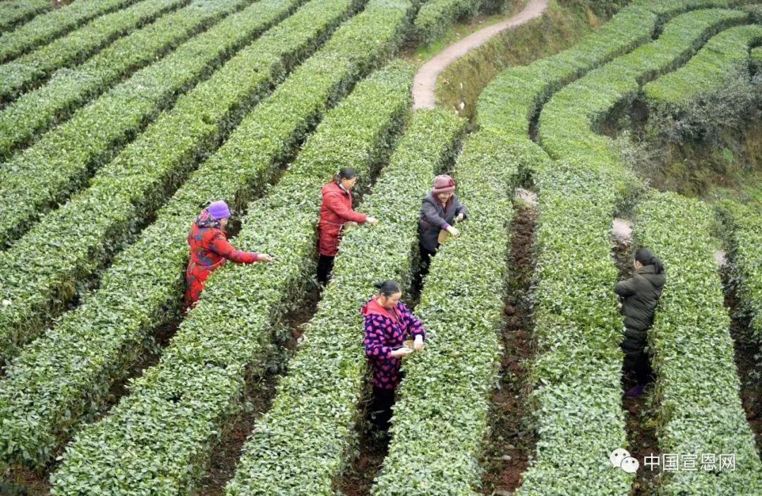 富硒贡茶是哪里的(富硒贡茶功效与作用)-硒宝网
