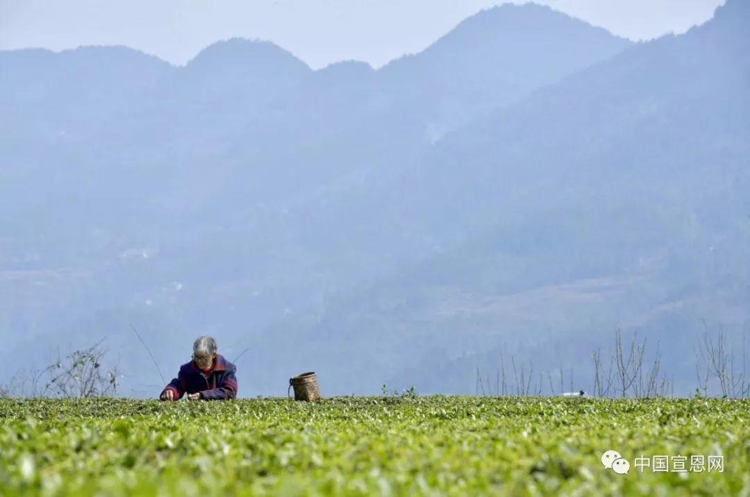 富硒贡茶是哪里的(富硒贡茶功效与作用)-硒宝网