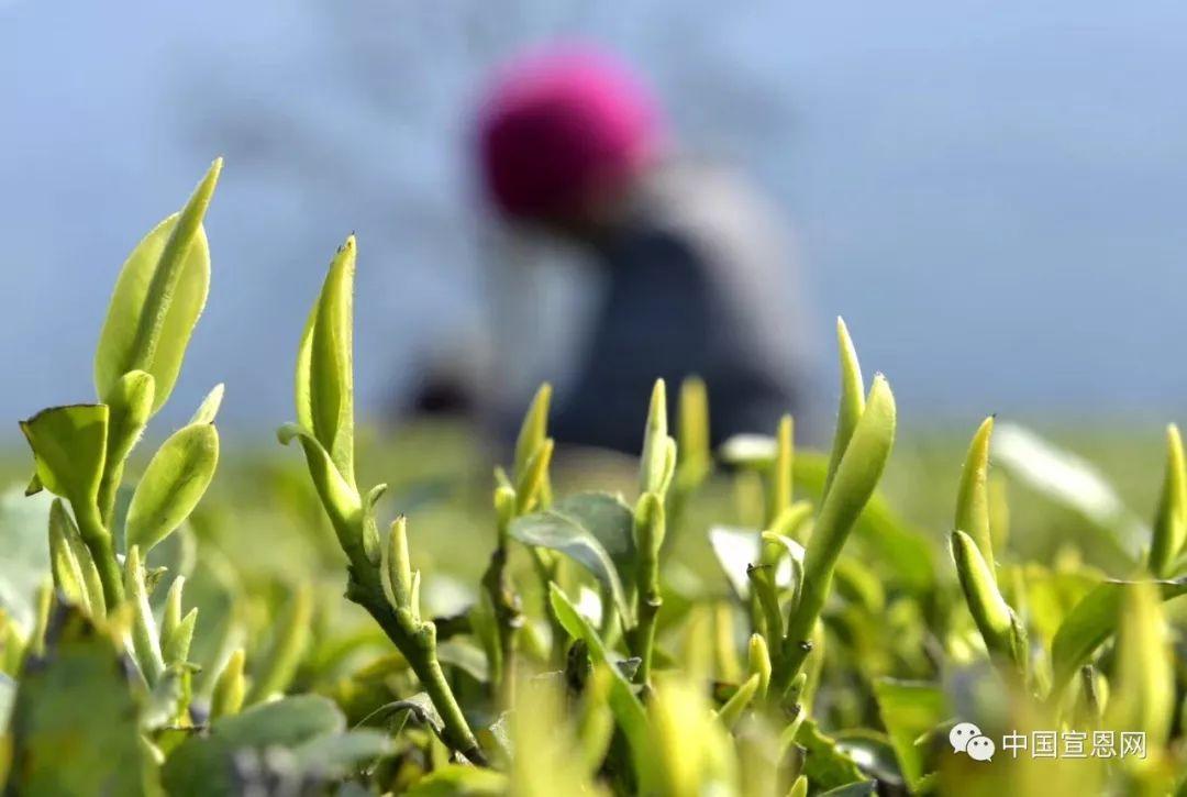 富硒贡茶是哪里的(富硒贡茶功效与作用)-硒宝网