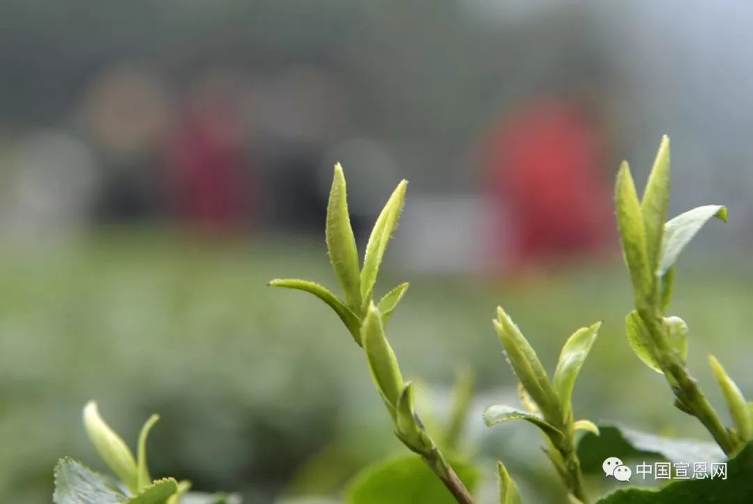 富硒贡茶是哪里的(富硒贡茶功效与作用)-硒宝网
