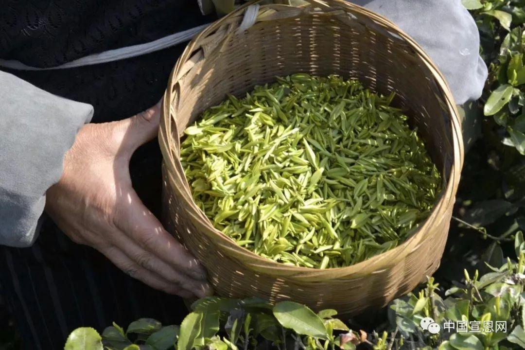 富硒贡茶是哪里的(富硒贡茶功效与作用)-硒宝网