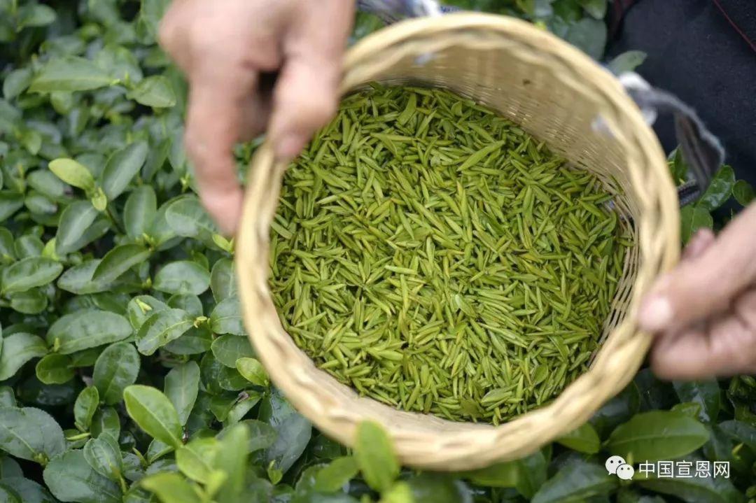 富硒贡茶是哪里的(富硒贡茶功效与作用)-硒宝网