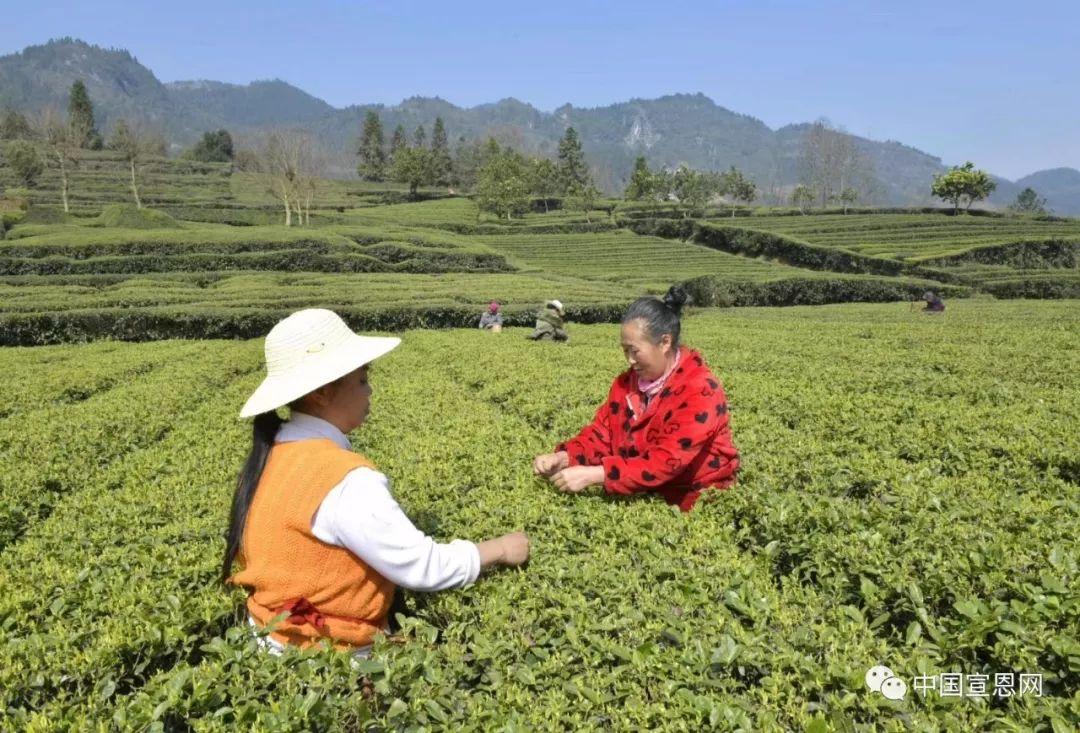 富硒贡茶是哪里的(富硒贡茶功效与作用)-硒宝网