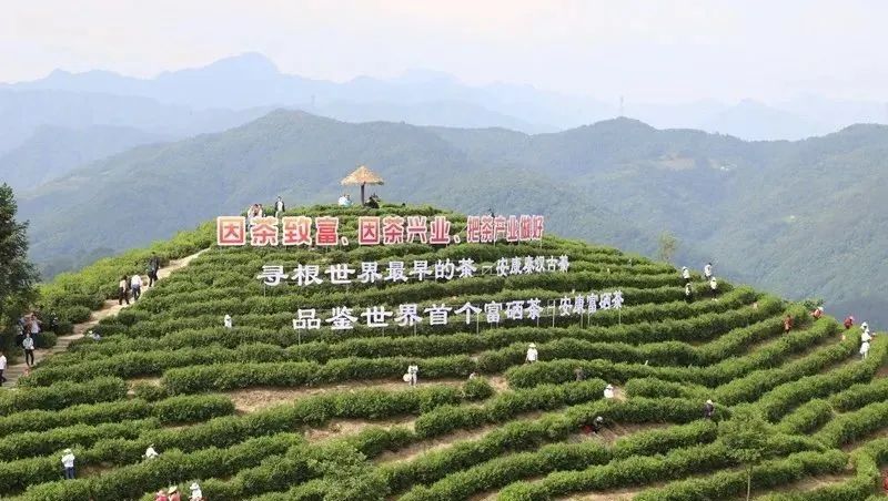 富硒茶为什么富硒（富硒茶产地）-硒宝网