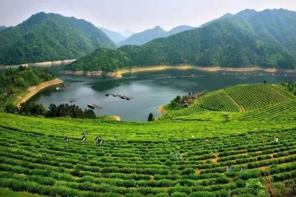 湖南安化富硒黑茶(安化黑茶的硒含量是多少)-硒宝网