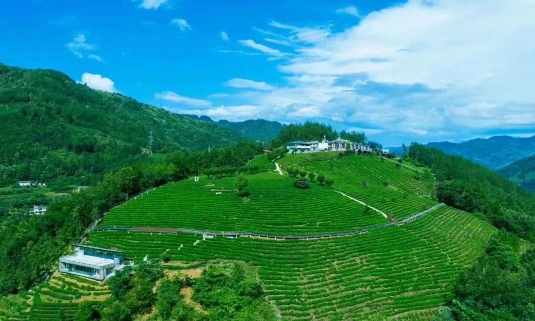 紫阳富硒茶硒姑娘(硒姑娘酒业有限公司)-硒宝网