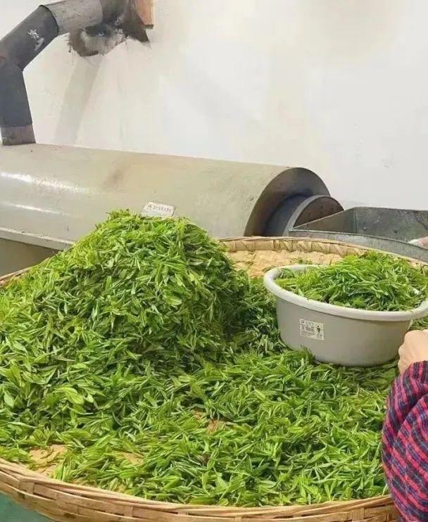 紫阳富硒茶硒姑娘(硒姑娘酒业有限公司)-硒宝网