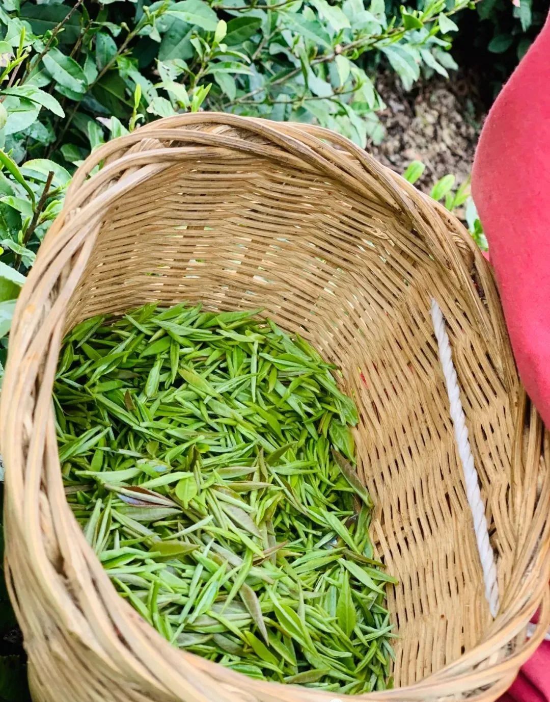 紫阳富硒茶硒姑娘(硒姑娘酒业有限公司)-硒宝网