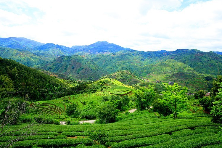保靖黄金茶富硒茶(富硒黄金茶是什么茶)-硒宝网