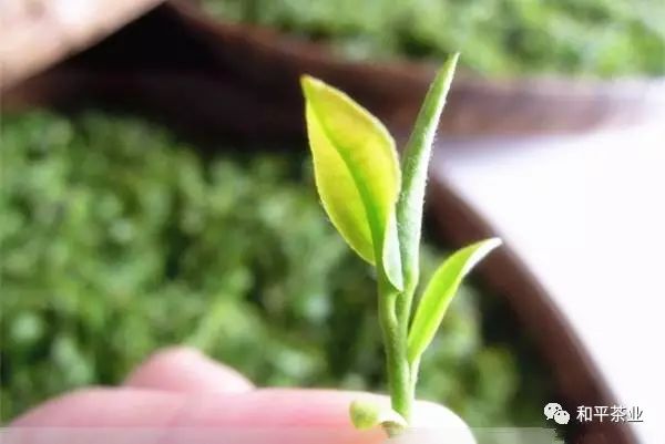 紫阳茶富硒茶特点(紫阳富硒茶好坏辨别)-硒宝网