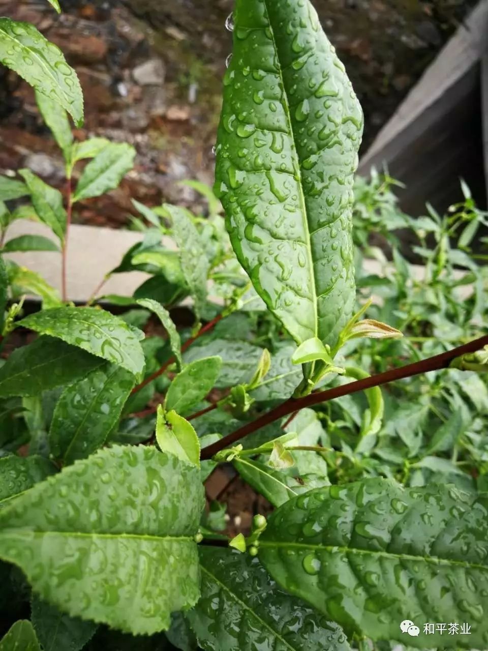 紫阳茶富硒茶特点(紫阳富硒茶好坏辨别)-硒宝网