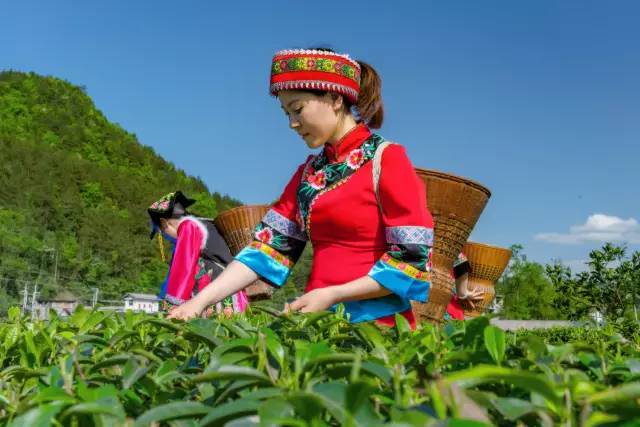 安康富硒茶清明茶（安康富硒茶多少钱一斤）-硒宝网