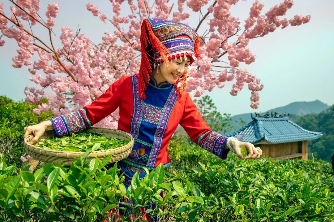 安康富硒茶清明茶（安康富硒茶多少钱一斤）-硒宝网