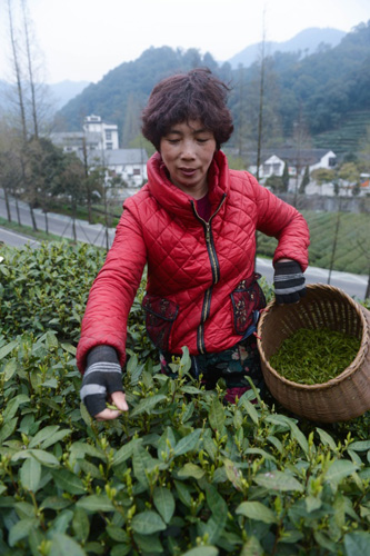 安康富硒茶清明茶（安康富硒茶多少钱一斤）-硒宝网